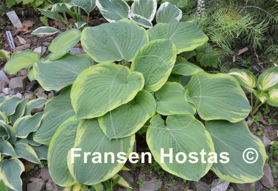 Hosta Celestial